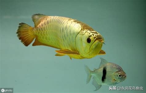 龍魚水溫|長期水溫在30度養龍魚好不好，怎麼飼養好精選